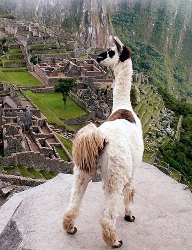 Photo:  Alpaca in Machu Pichu